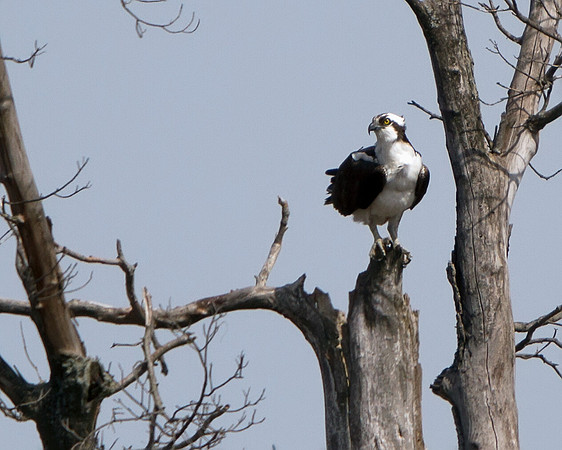 Osprey