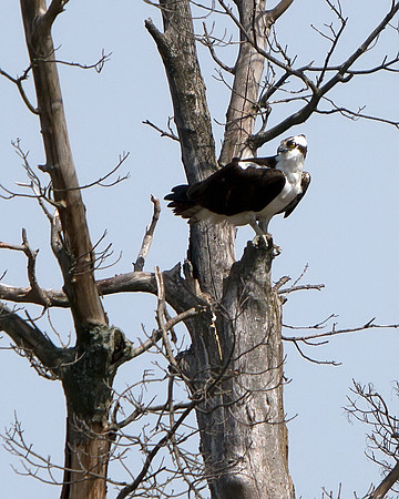 Osprey
