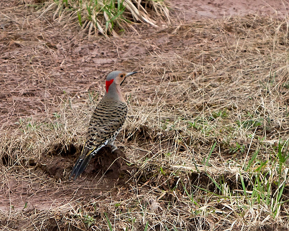 Northern Flicker