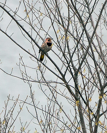 Northern Flicker