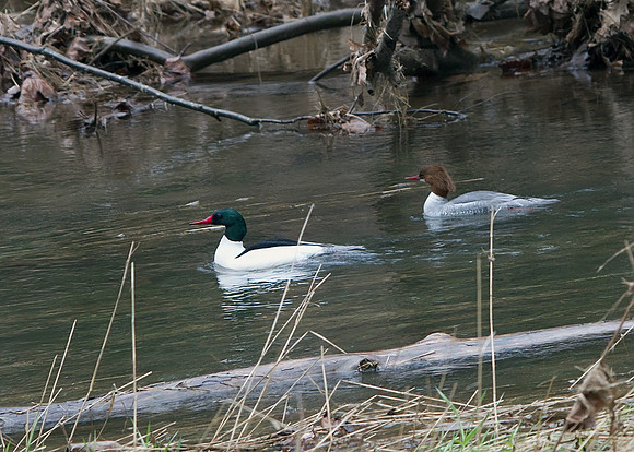 Common Merganser