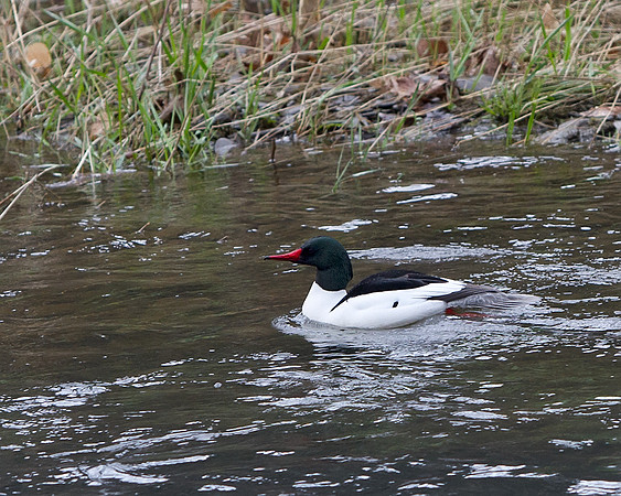 Common Merganser