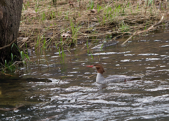 Common Merganser
