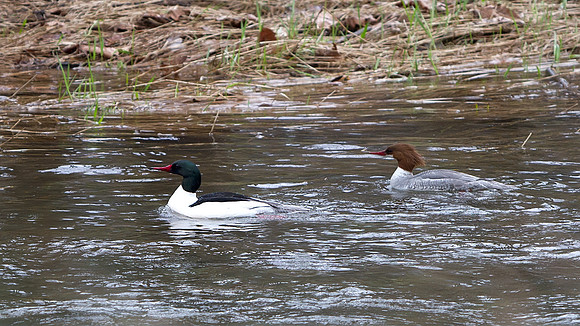 Common Merganser