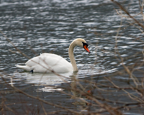 Mute Swan