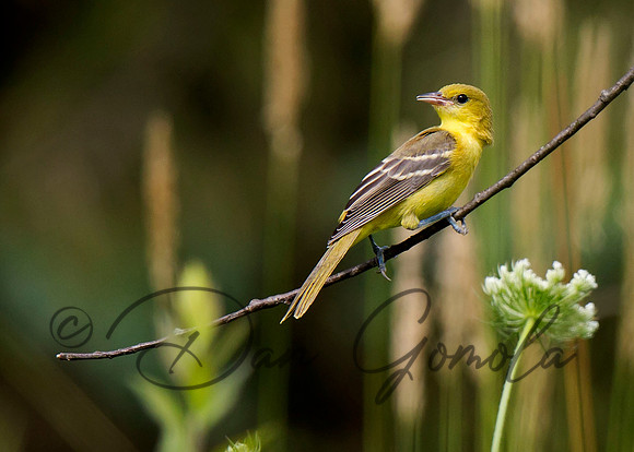 Orchard Oriole