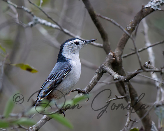 White-breasted Nuthatch