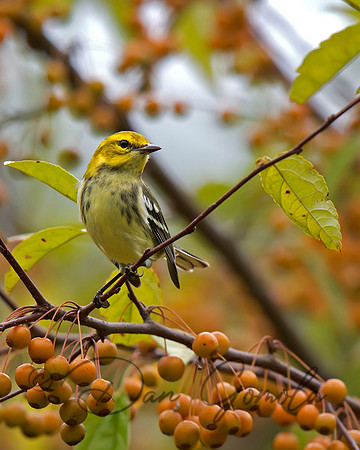 Black-throated Green Warbler