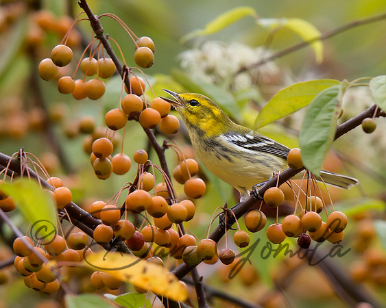 Black-throated Green Warbler