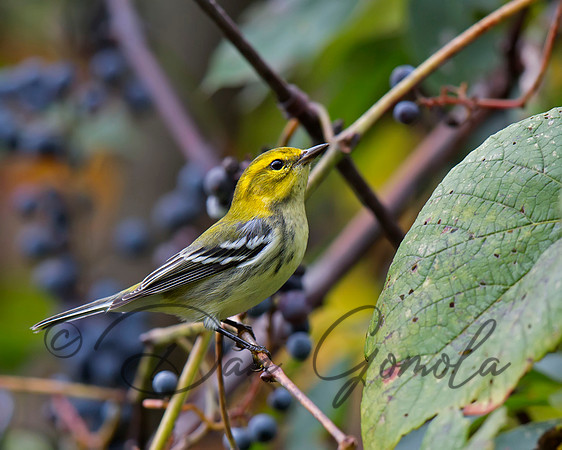 Black-throated Green Warbler