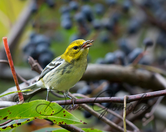 Black-throated Green Warbler