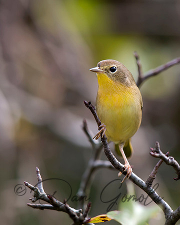 Common Yellowthroat