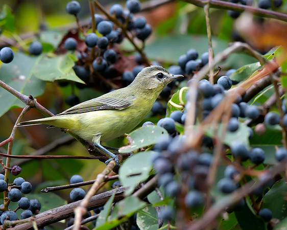 Philadelphia Vireo