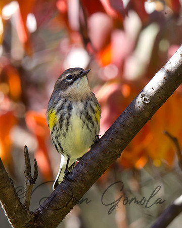 Yellow-rumped Warbler