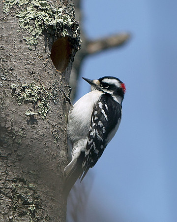 Downey Woodpecker (Male)