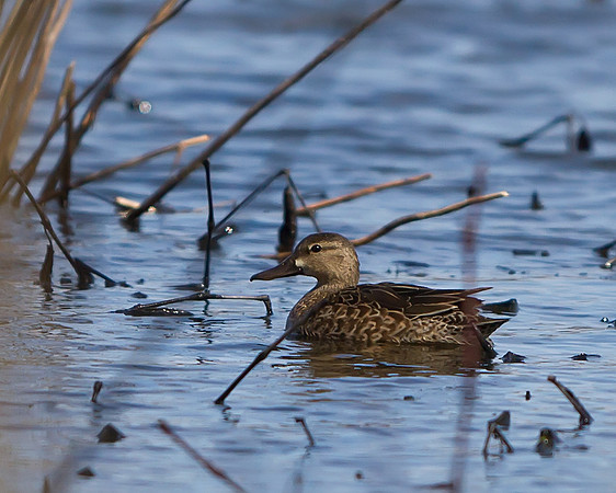 Blue-winged Teal (Female)