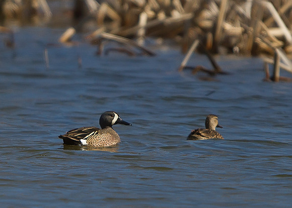 Blue-winged Teal