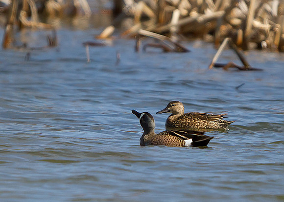 Blue-winged Teal