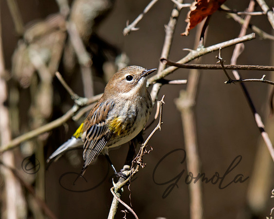 Yellow-rumped Warbler