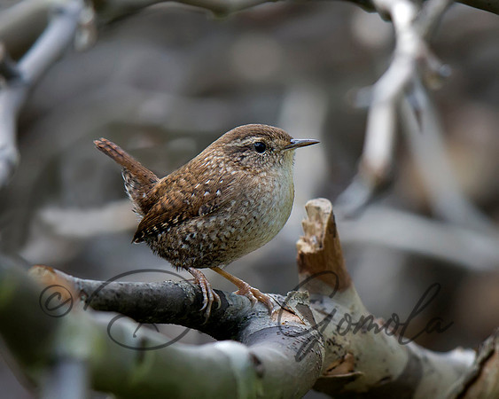 Winter Wren