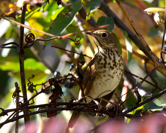 Hermit Thrush