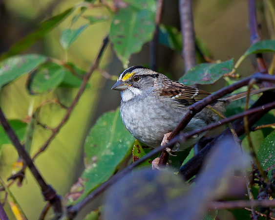 White-throated Sparrow