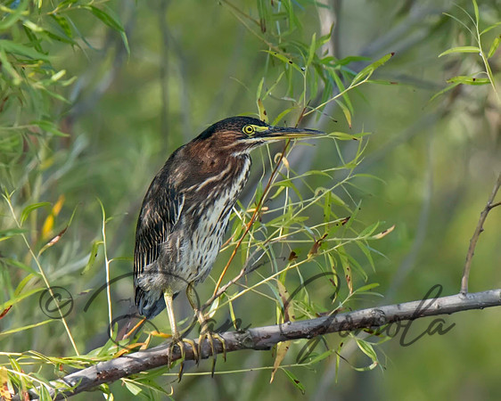 Green Heron