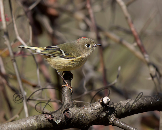 Ruby-crowned Kinglet