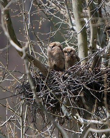 Great Horned Owl (Nestlings)