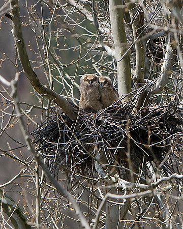 Great Horned Owl (Nestlings)