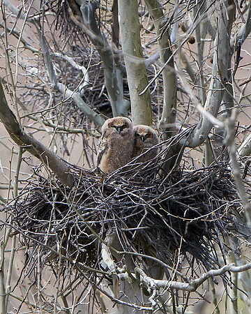 Great Horned Owl (Nestlings)