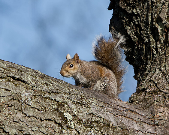 Eastern Gray Squirrel