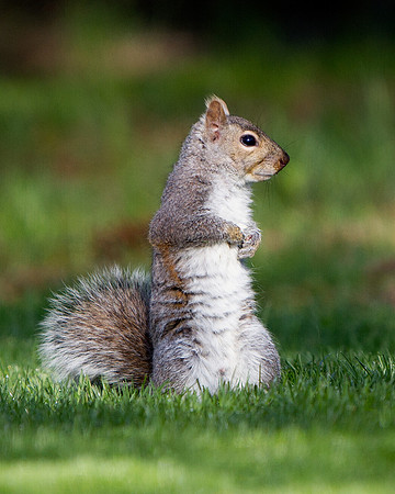 Eastern Gray Squirrel