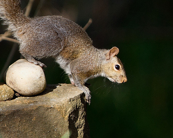 Eastern Gray Squirrel