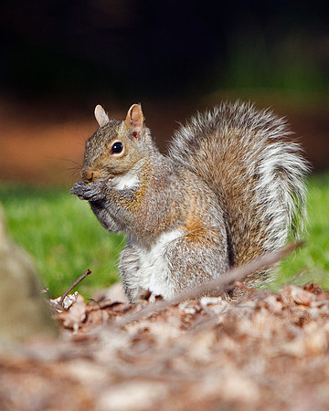 Eastern Gray Squirrel