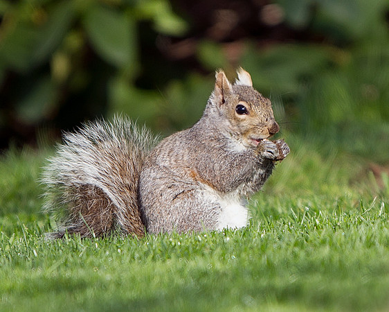 Eastern Gray Squirrel