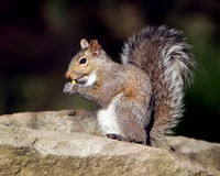 Eastern Gray Squirrel