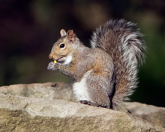Eastern Gray Squirrel