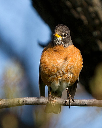 American Robin