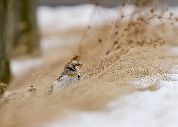 Snow Bunting