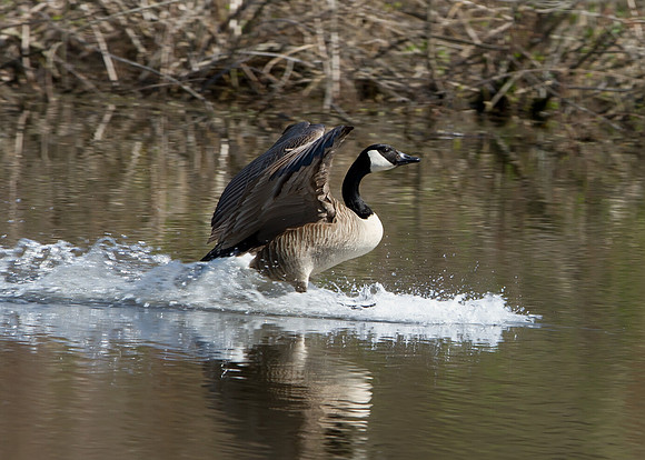 Canada Goose