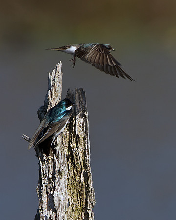 Tree Swallow
