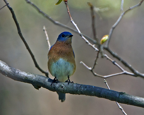 Eastern Bluebird