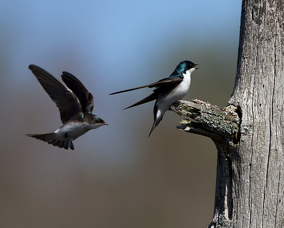 Tree Swallow