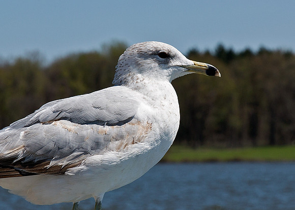 Ring-billed Gull