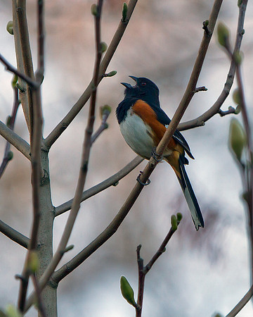 Eastern Towhee