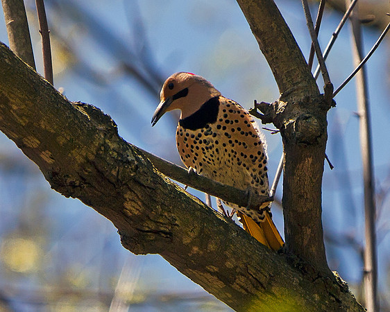Northern Flicker