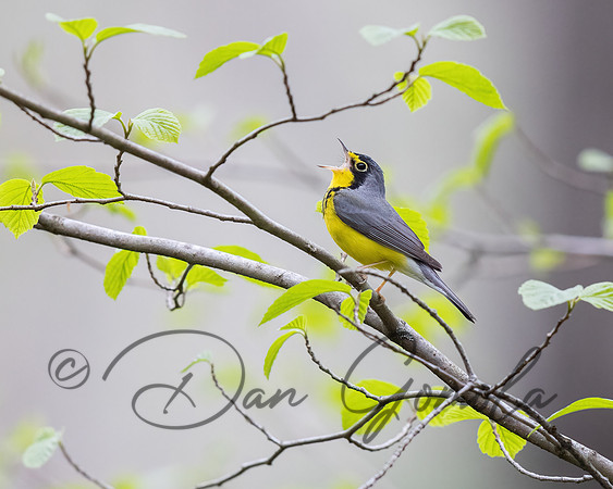 Canada Warbler