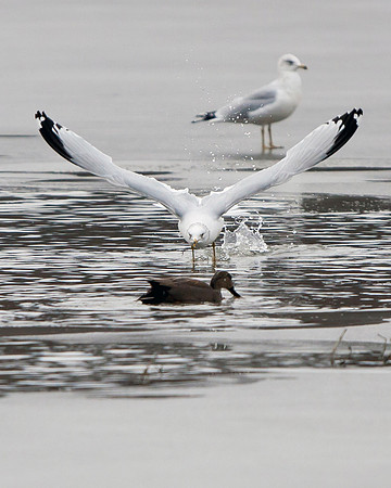 Ring-billed Gulls