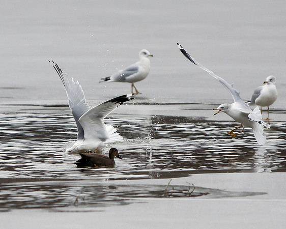 Ring-billed Gulls